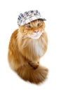 Beautiful maine coon cat in hat Royalty Free Stock Photo