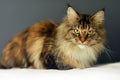 Beautiful Maine Coon Cat Lovely Home Pet Awesome Big Cat Green Eyes Tricolor Royalty Free Stock Photo