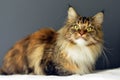 Beautiful Maine Coon Cat Lovely Home Pet Awesome Big Cat Green Eyes Tricolor Royalty Free Stock Photo