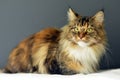 Beautiful Maine Coon Cat Lovely Home Pet Awesome Big Cat Green Eyes Tricolor Royalty Free Stock Photo