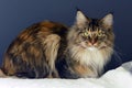 Beautiful Maine Coon Cat Lovely Home Pet Awesome Big Cat Green Eyes Tricolor Royalty Free Stock Photo