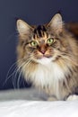 Beautiful Maine Coon Cat Lovely Home Pet Awesome Big Cat Green Eyes Tricolor Royalty Free Stock Photo