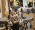 Beautiful maine coon cat outdoor