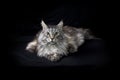 Beautiful maine coon cat portrait on black background looking at viewer