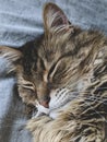 Beautiful maine coon cat sleeping