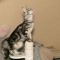 A beautiful Maine Coon cat with tassels on its ears stands on a scratching post Royalty Free Stock Photo