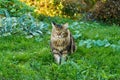 Beautiful Maine Coon cat walking in nature on green grass Royalty Free Stock Photo