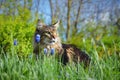 A beautiful Maine Coon cat walks in the garden in flowers Royalty Free Stock Photo