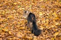 A beautiful Maine Coon cat walks in the park on yellow leaves in the fall Royalty Free Stock Photo