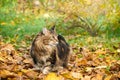 A beautiful Maine Coon cat walks in the park on yellow leaves in the fall Royalty Free Stock Photo
