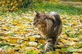 A beautiful Maine Coon cat walks in the park on yellow leaves in the fall Royalty Free Stock Photo