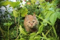 Beautiful maine coon kitten portrait