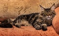 Beautiful Maine Coon lying on a brown spotted background. The tabby cat lies on a soft sofa and looks at the camera