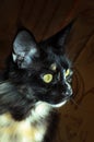 Tortoiseshell cat Maine Coon Royalty Free Stock Photo