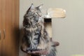 The beautiful Mainecoon cat sits on the podium, looking to the side Royalty Free Stock Photo