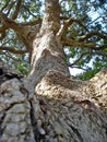 Beautiful majestic African tree from a different point of view