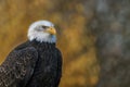 Beautiful and majestic bald eagle / American eagle  Haliaeetus leucocephalus  on a branch. Autumn  background colors with yellow Royalty Free Stock Photo