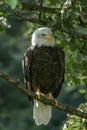 Beautiful and majestic bald eagle / American eagle  Haliaeetus leucocephalus  on a branch. Royalty Free Stock Photo