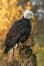 Beautiful and majestic bald eagle / American eagle  Haliaeetus leucocephalus  on a branch. Autumn  background colors with yellow Royalty Free Stock Photo