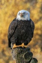 Beautiful and majestic bald eagle / American eagle  Haliaeetus leucocephalus  on a branch. Autumn  background colors with yellow Royalty Free Stock Photo