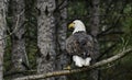 Majestic bald eagle perched on a tree branch, from behind Royalty Free Stock Photo