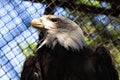 Eagle in a cage