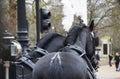 Beautiful majestic black horses with white feathers pulling a carriage Royalty Free Stock Photo
