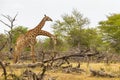 Beautiful majestic couple giraffes Kruger National Park safari South Africa