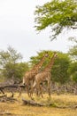 Beautiful majestic couple giraffes Kruger National Park safari South Africa