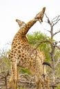 Beautiful majestic couple giraffes Kruger National Park safari South Africa