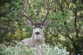 Beautiful Majestic Curious Male Mule Deer Buck In Northern California In Early Fall Royalty Free Stock Photo