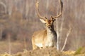 Beautiful majestic fallow deer stag