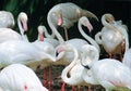 Beautiful and majestic flamingo birds with large beaks