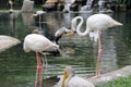 Beautiful and majestic flamingo birds with large beaks
