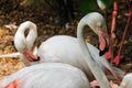 Beautiful and majestic flamingo birds with large beaks