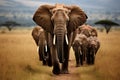 A beautiful and majestic herd of elephants walking together in the untouched wilderness Royalty Free Stock Photo