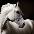 Beautiful majestic horse image, ultra realistic, Generative Ai