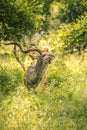 Beautiful majestic Kudu stands in the middle of South Africa`s wilderness. Kruger National Park