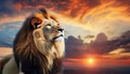 Beautiful majestic lion looking up into a sunset sky.