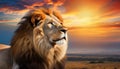 Beautiful majestic lion looking up into a sunset sky.