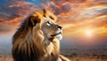 Beautiful majestic lion looking up into a sunset sky.