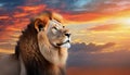 Beautiful majestic lion looking up into a sunset sky.