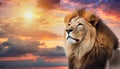 Beautiful majestic lion looking up into a sunset sky.