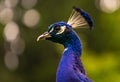 Beautiful majestic male peacock, side portrait Royalty Free Stock Photo