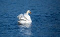 Beautiful majestic mute drying its feathers