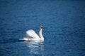 Beautiful majestic mute drying its feathers