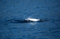 Beautiful majestic mute swan diving