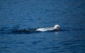 Beautiful majestic mute swan diving Royalty Free Stock Photo