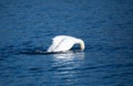 Beautiful majestic mute swan diving Royalty Free Stock Photo