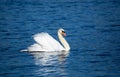 Beautiful majestic mute swan swimming